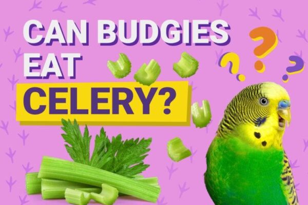 Can Budgies Eat Celery? What You Need to Know