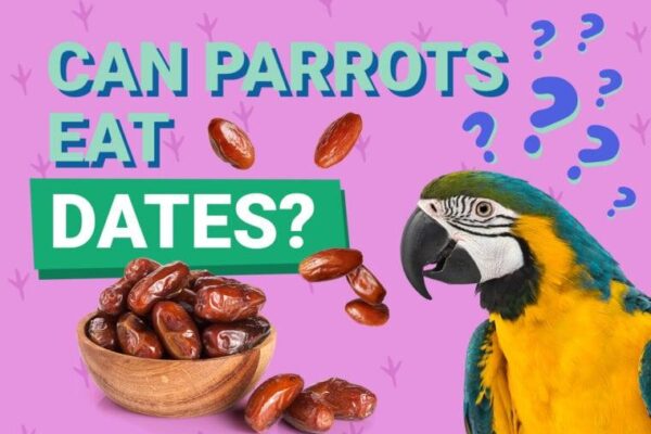 Can Parrots Eat Dates? What You Need to Know