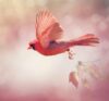 Are Cardinals a Sign of Angels?