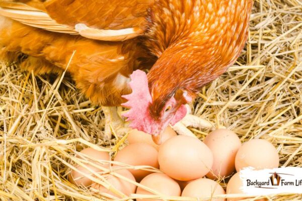 Can Chickens Move Their Eggs? (& How They Do It!)