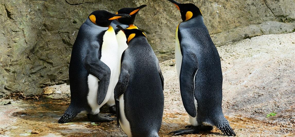 Getting a Penguin as a Pet: Can You Do It?