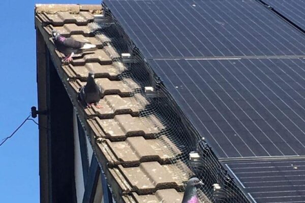How Much Does It Cost to Pigeon Proofing Solar Panels?