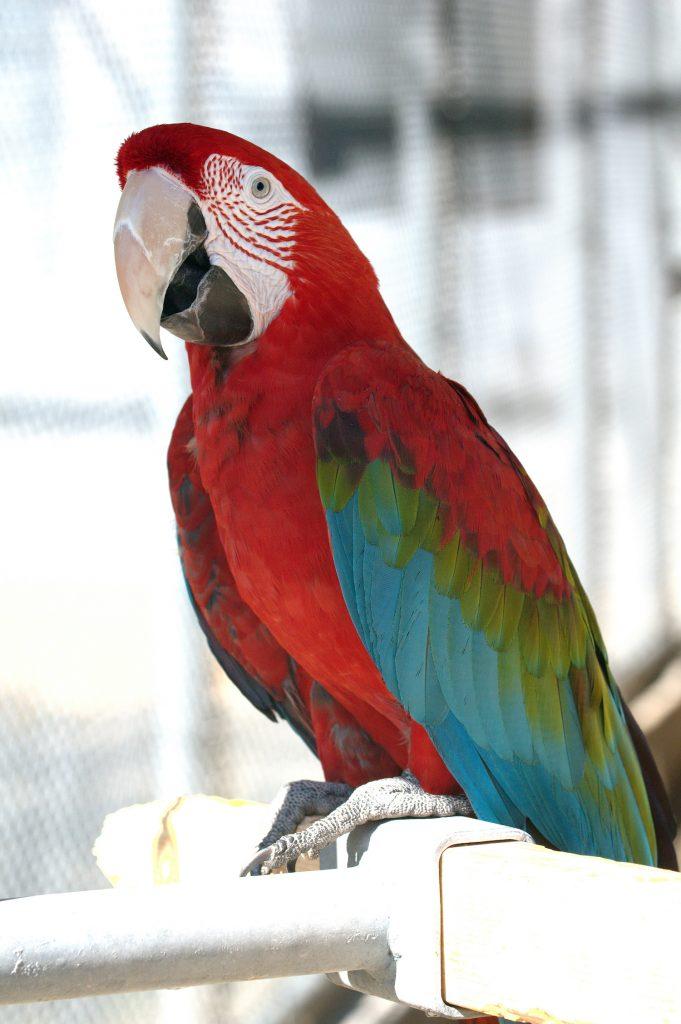 Green Wing Macaw Parrot