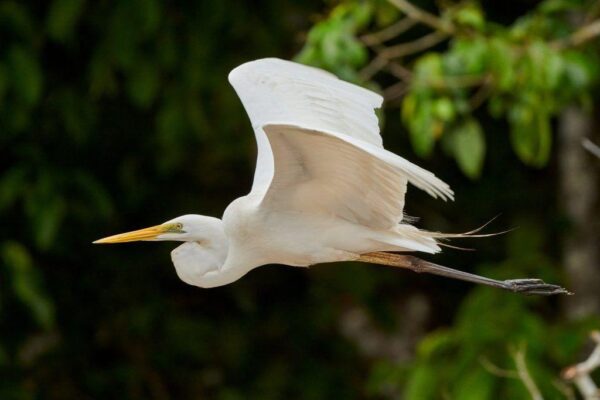 9 Beautiful White Birds in Florida with Long Beaks